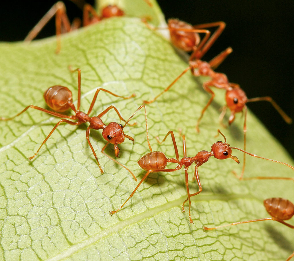Fire Ant Control Plant It Earth Weed &amp; Pest Control