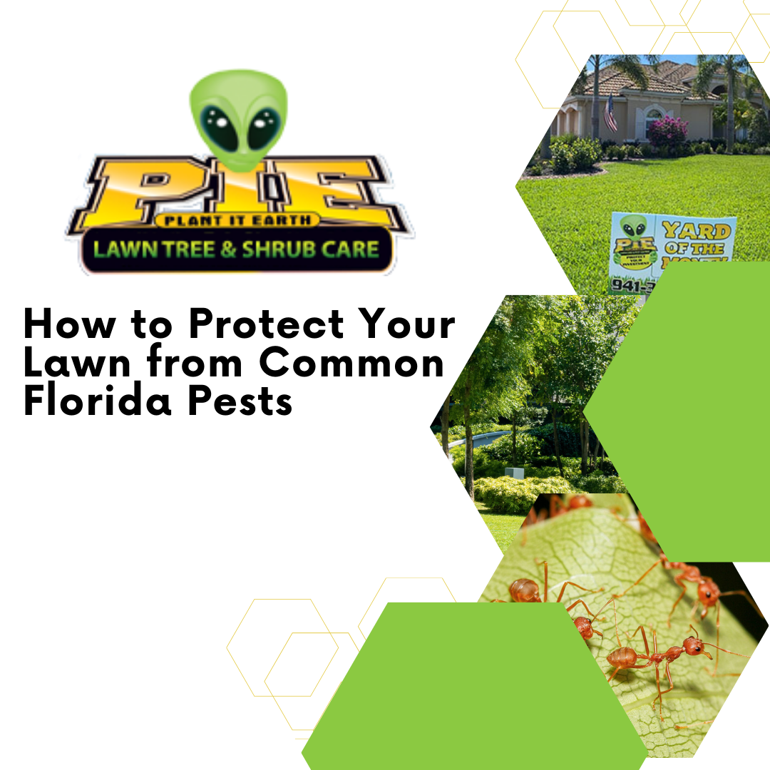 Common Florida Pests