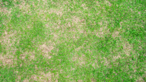 Close-up of compacted soil in a lawn