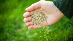 Close-up of grass seed being planted