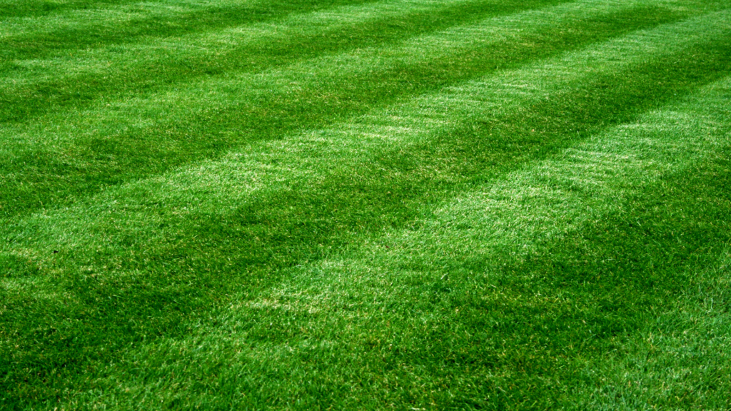 A close-up of a lush, green lawn with freshly cut stripes.