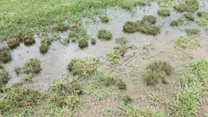 A lawn with several puddles of water after rain, indicating poor drainage.