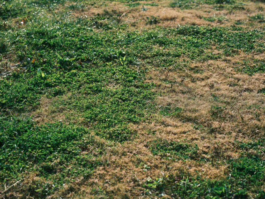 Dormant or Dead Grass? How to Tell the Difference