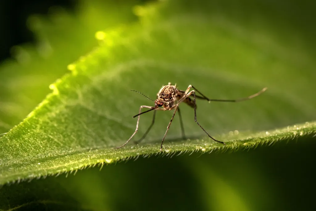 Most Common Types of Mosquitoes  