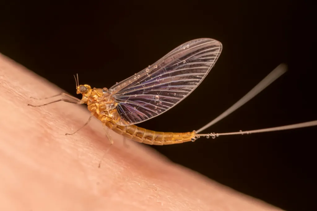 You’ll Hardly Believe the Truth About Mayflies