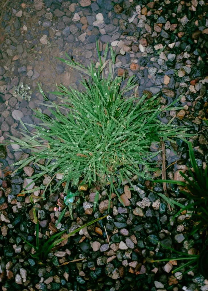 How Crabgrass Preventer Guards Your Lawn in Tampa & Sarasota 