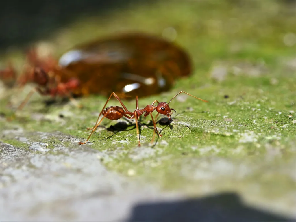 Types of Ants That Bother Tampa & Sarasota Residents