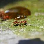 Types of Ants That Bother Tampa & Sarasota Residents